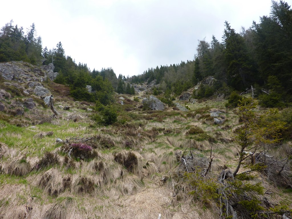 Il tratto alto del 411A attraversa questa valletta erbosa che scende dalla vetta del P.zo Pianezza.