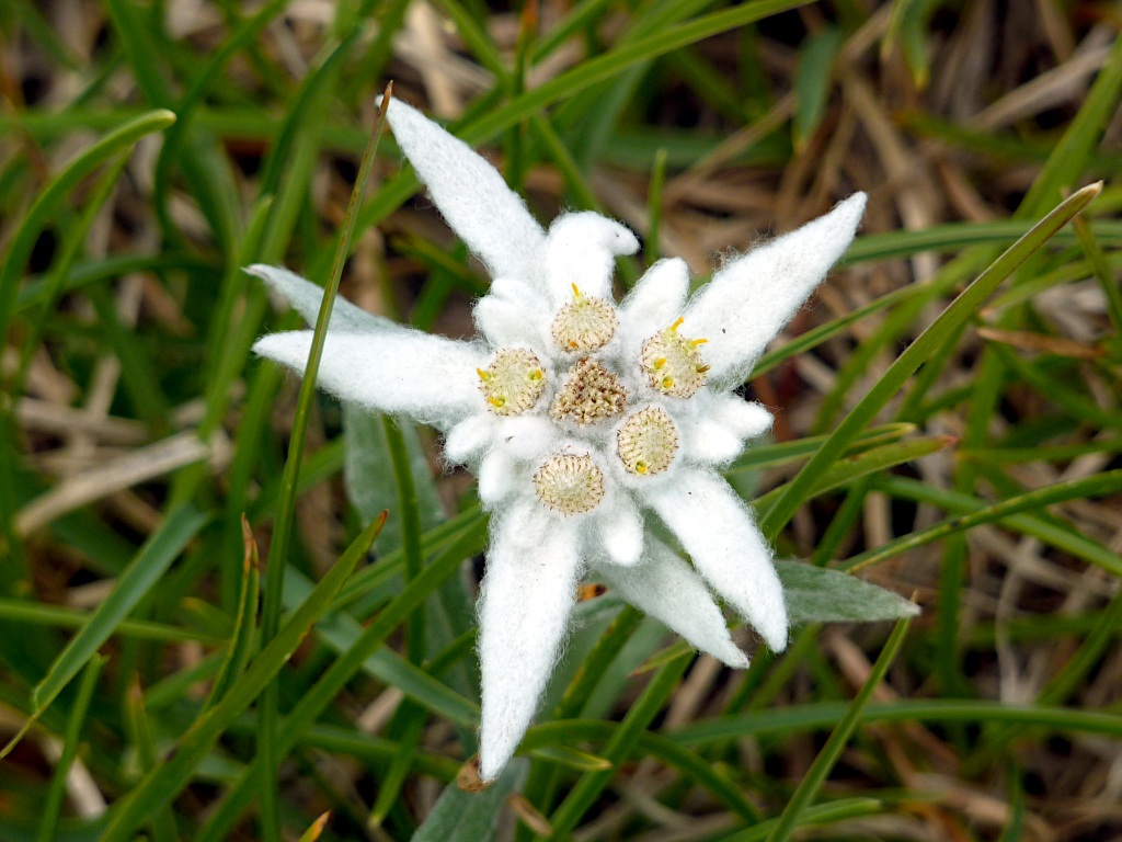 Stella alpina (Leontopodium alpinum) sul 314C, tra la Cima Benfit e il p.so degli Omini.