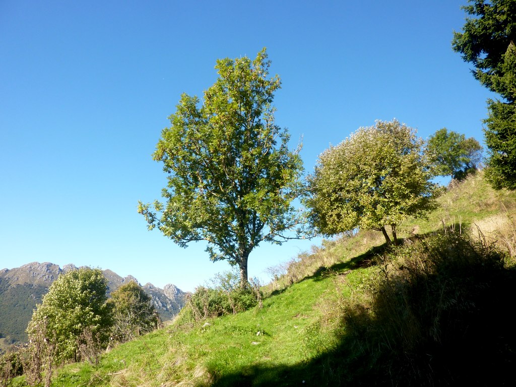 Vicinissimi alla Forcella di Valmana, di colpo si passa da un bosco fitto e ombroso alla piena luce.