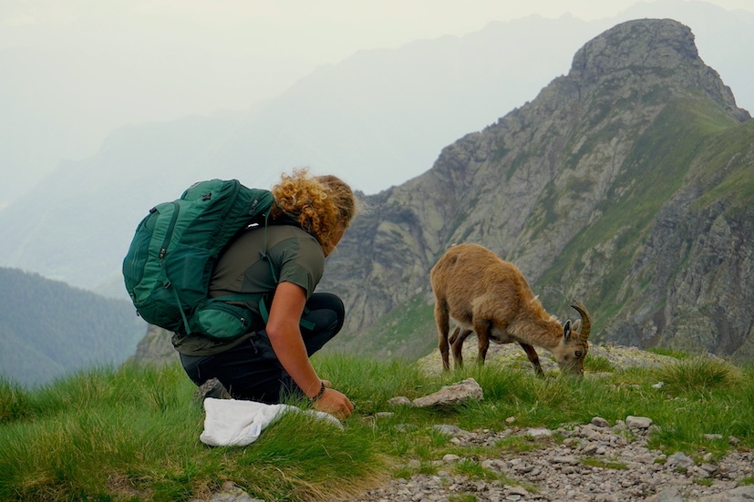 Aquilotto incontra uno stambecco