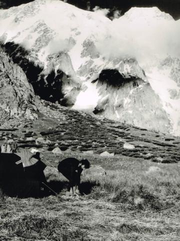 Spedizione Nanga Parbat 1981