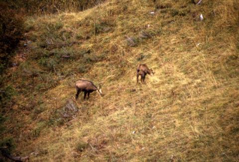 Aralalta, Baitù e Pizzino