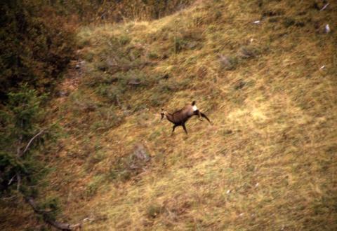Aralalta, Baitù e Pizzino