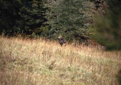 Aralalta, Baitù e Pizzino