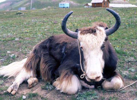 Russia - Spedizione Pamir-Kyrgyzstan