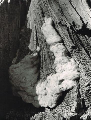 Larice cariato con poliporo