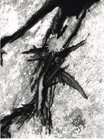 foto - hieracium intybaceum