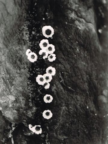 Fiore - Ranuncolo dei Ghiaccia