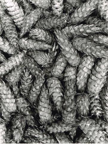 strobilo pseudo-tsuga