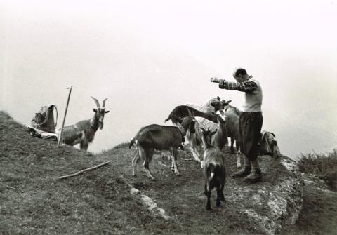 Sentiero basso Coca - Brunone (sent. 330)