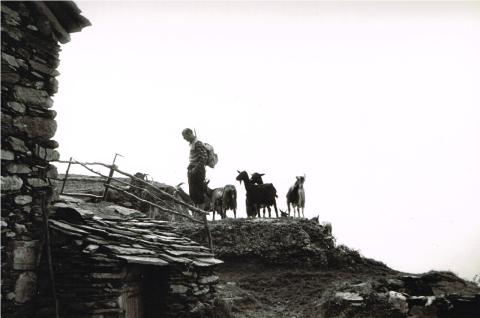 Sentiero basso Coca - Brunone (sent. 330)