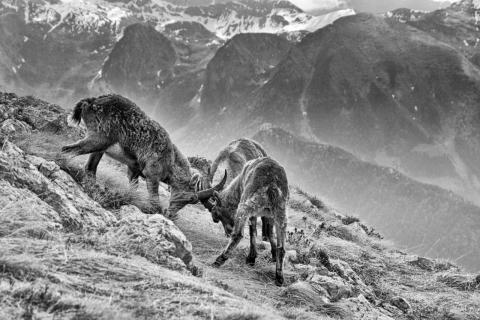 Concorso Ottolini 2014