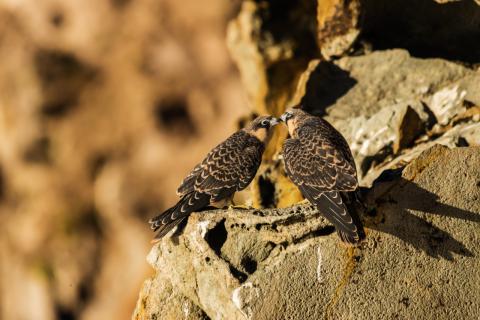 Concorso Ottolini 2014