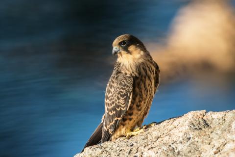 Concorso Ottolini 2014