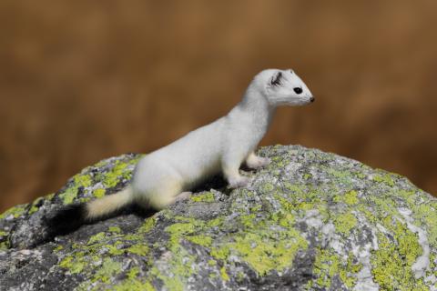 Concorso Ottolini 2014