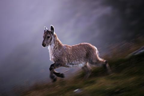 Concorso Ottolini 2016