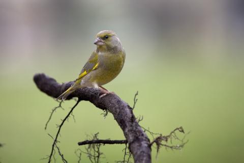 Concorso Ottolini 2016