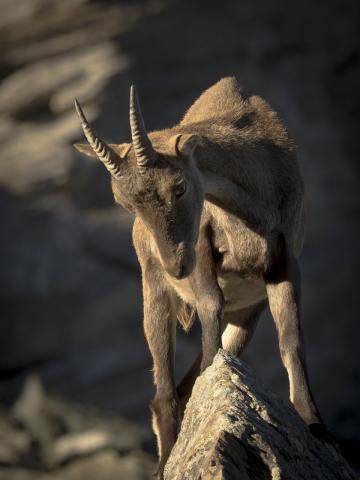 Concorso Ottolini 2016