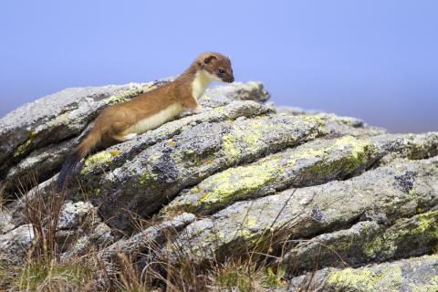 Concorso Ottolini 2017