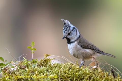 Concorso Ottolini 2017