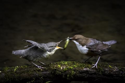 Concorso Ottolini 2018