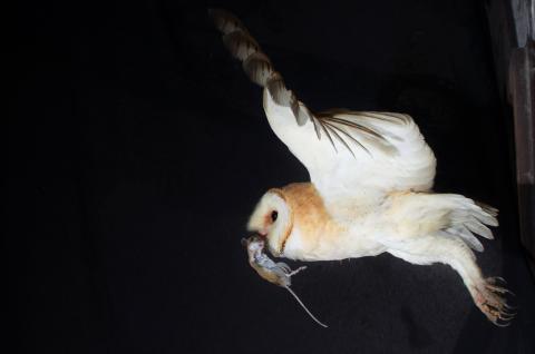 Concorso Ottolini 2018