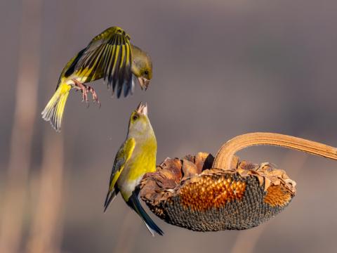 Concorso Ottolini 2019