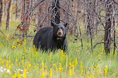 Concorso Ottolini 2019