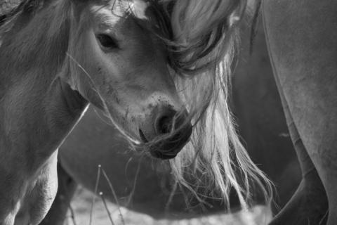 Concorso Ottolini 2019