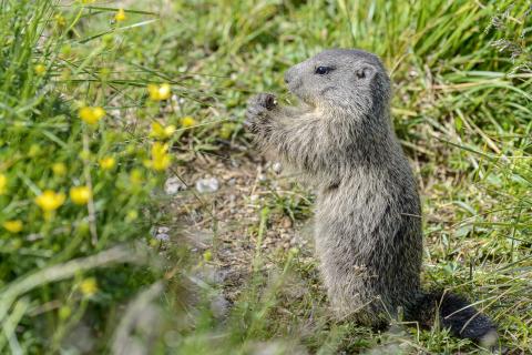 Concorso Ottolini 2020