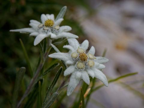 Concorso Ottolini 2021