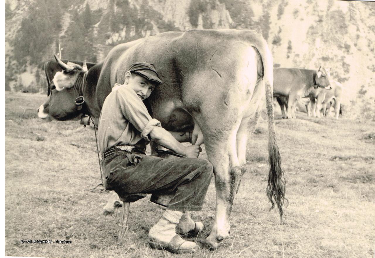 Mungitore nei pressi della 3^ baita di Montebello