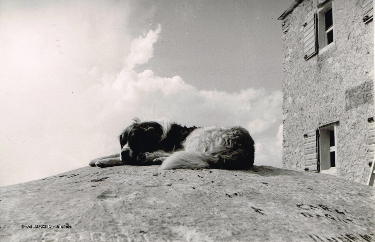 Cane in riposo al Rif. XII Apostoli 