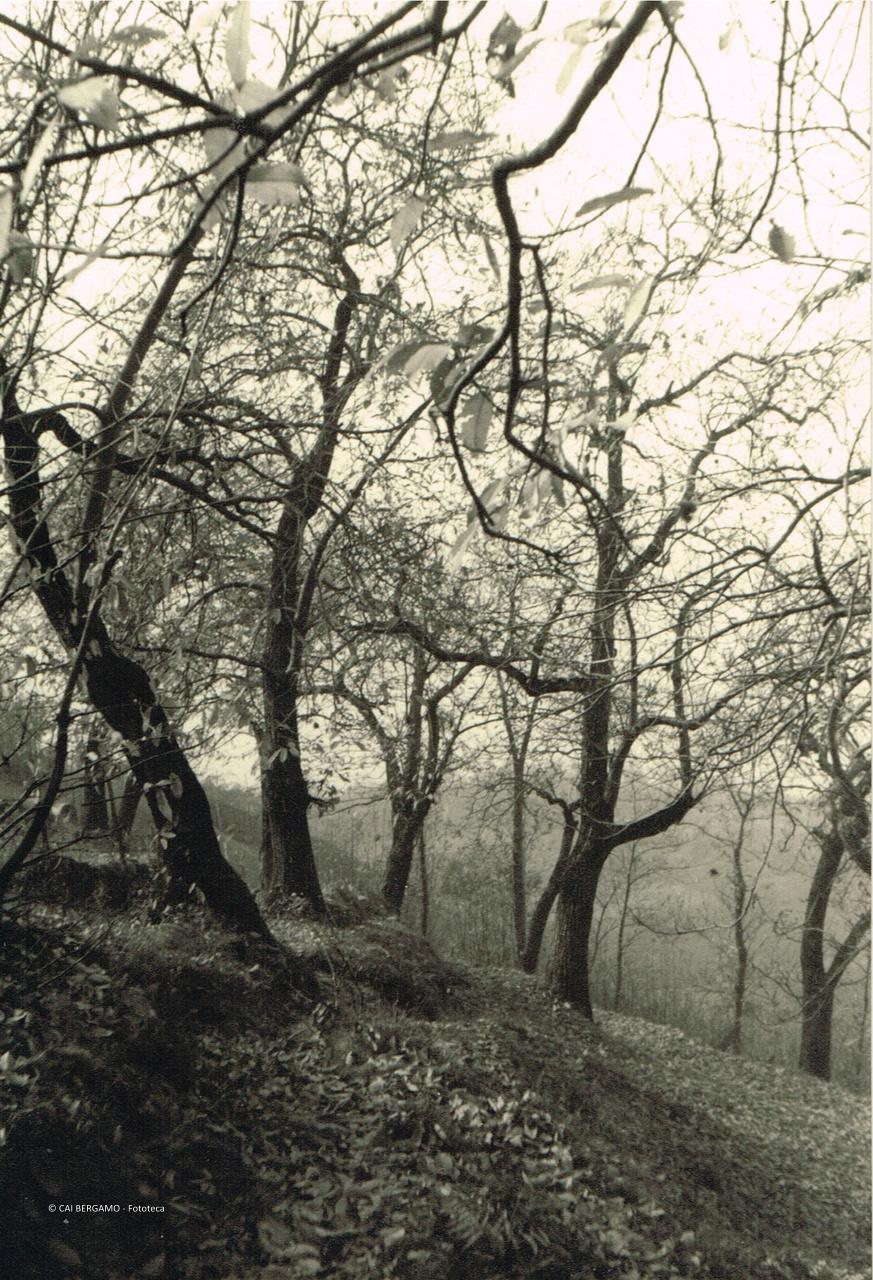 Castagni a Montisola