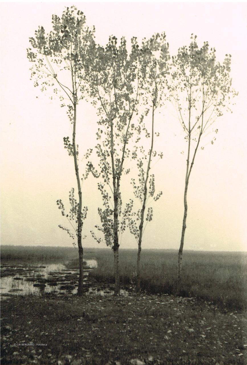 Pioppi sul Lago d'Iseo