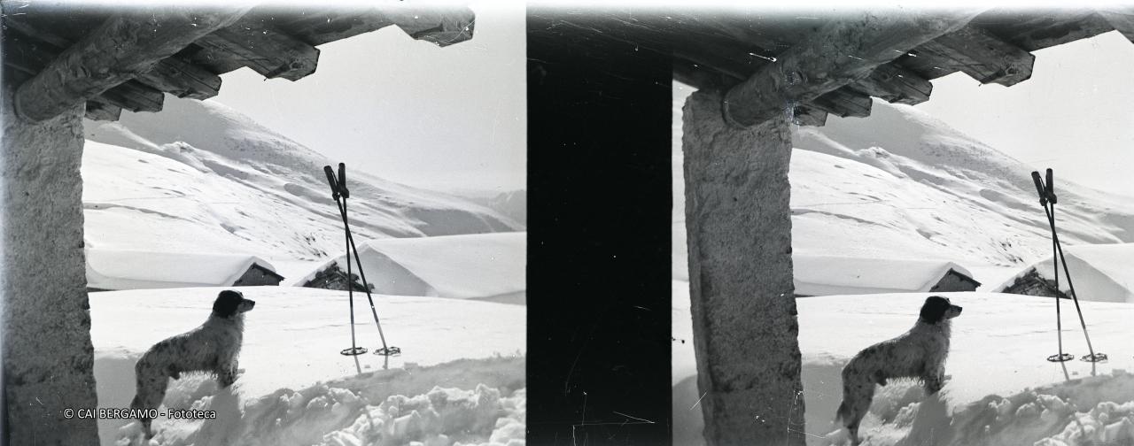 Cane e bastoncini fuori dalla baita
