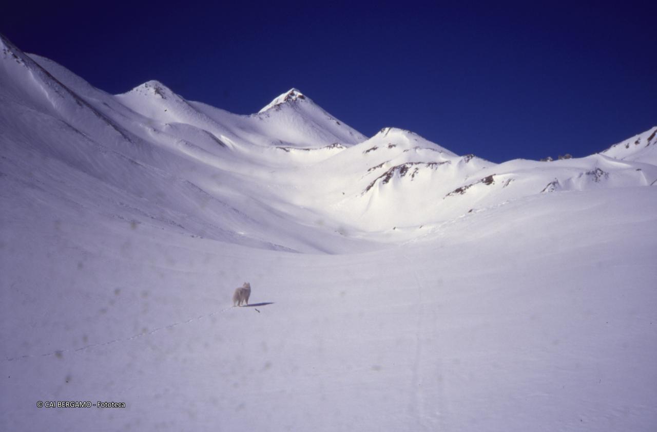 Cane in solitaria sotto lo sguardo del Piz Blaisun