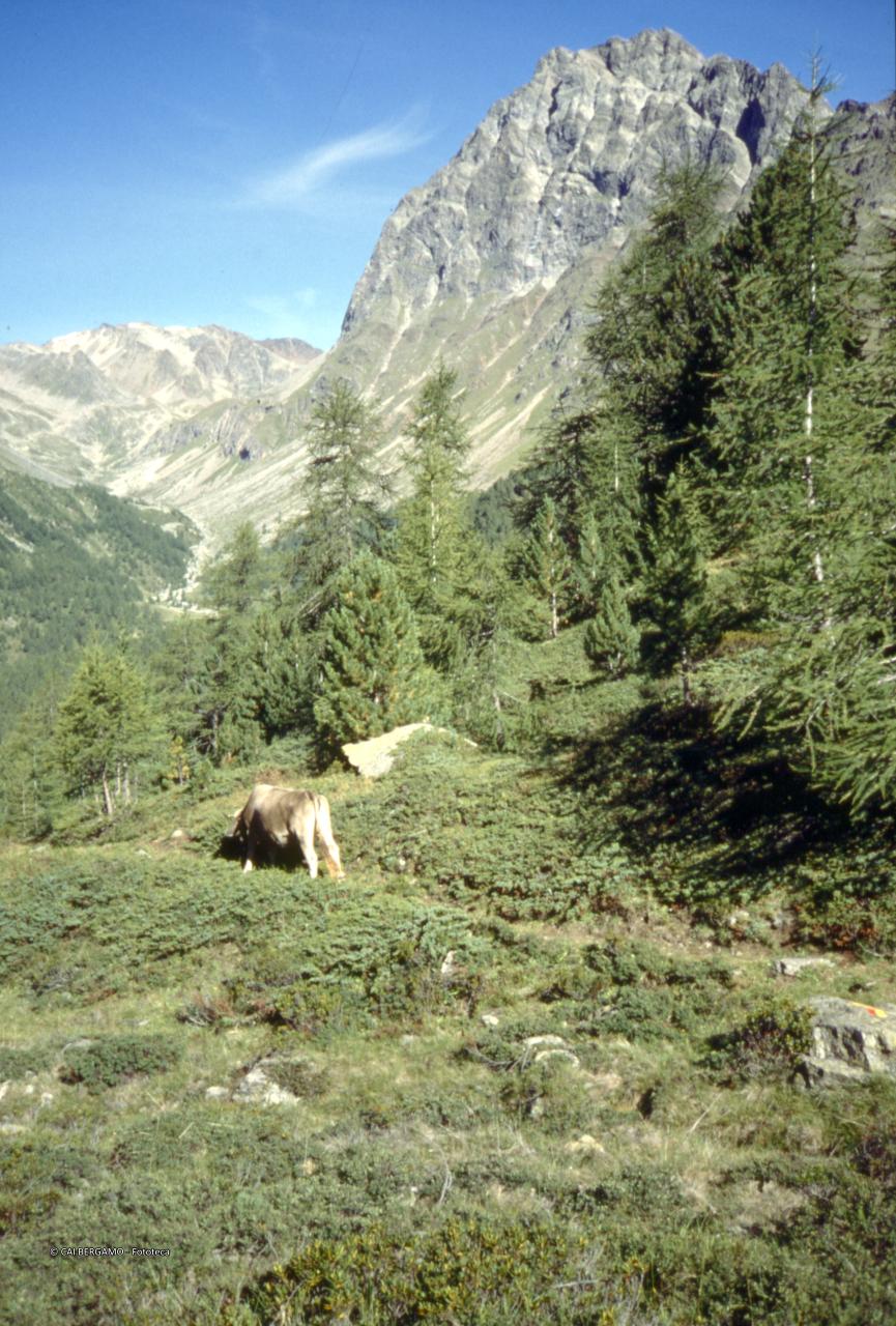 Corn da Camp con mucca al pascolo