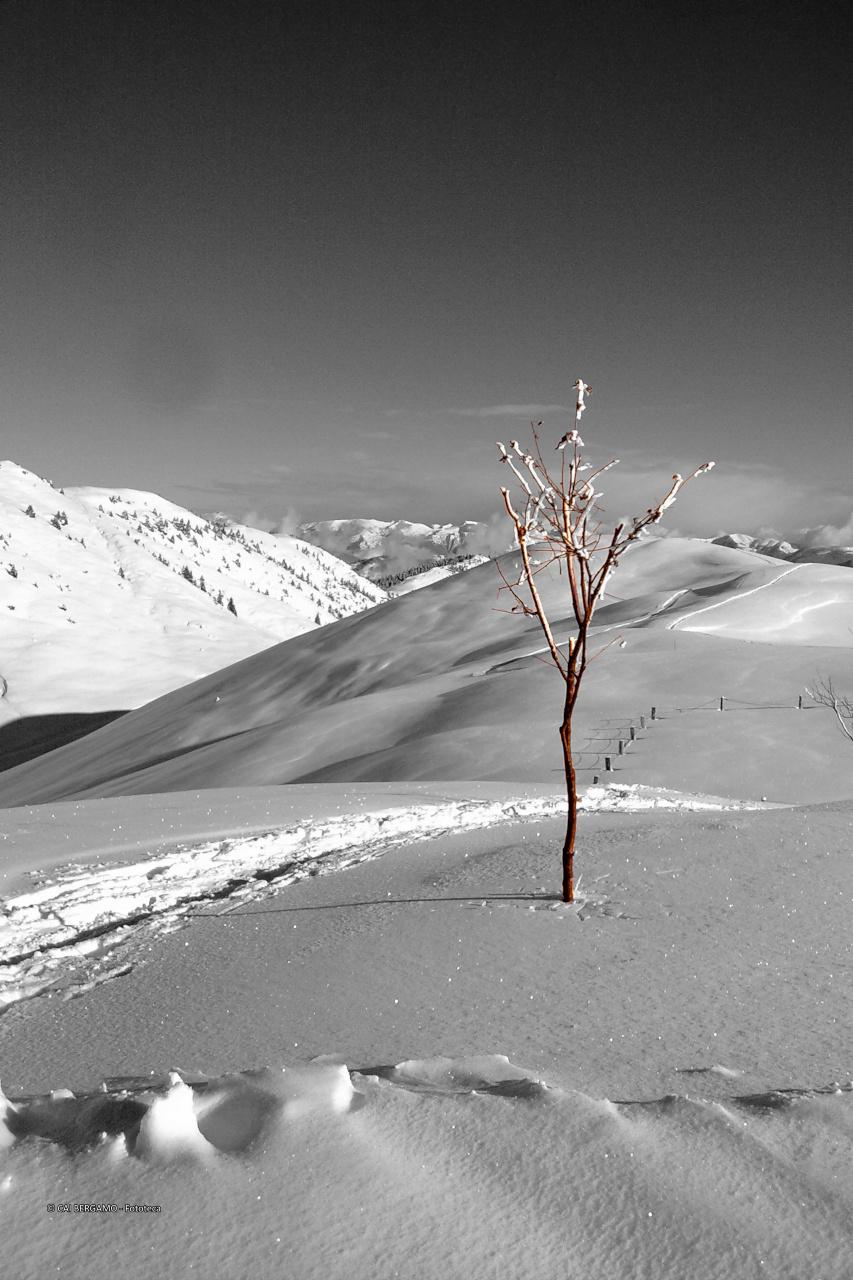 Albero solitario conca del Farno - segnalato in "Ambienti Montani"
