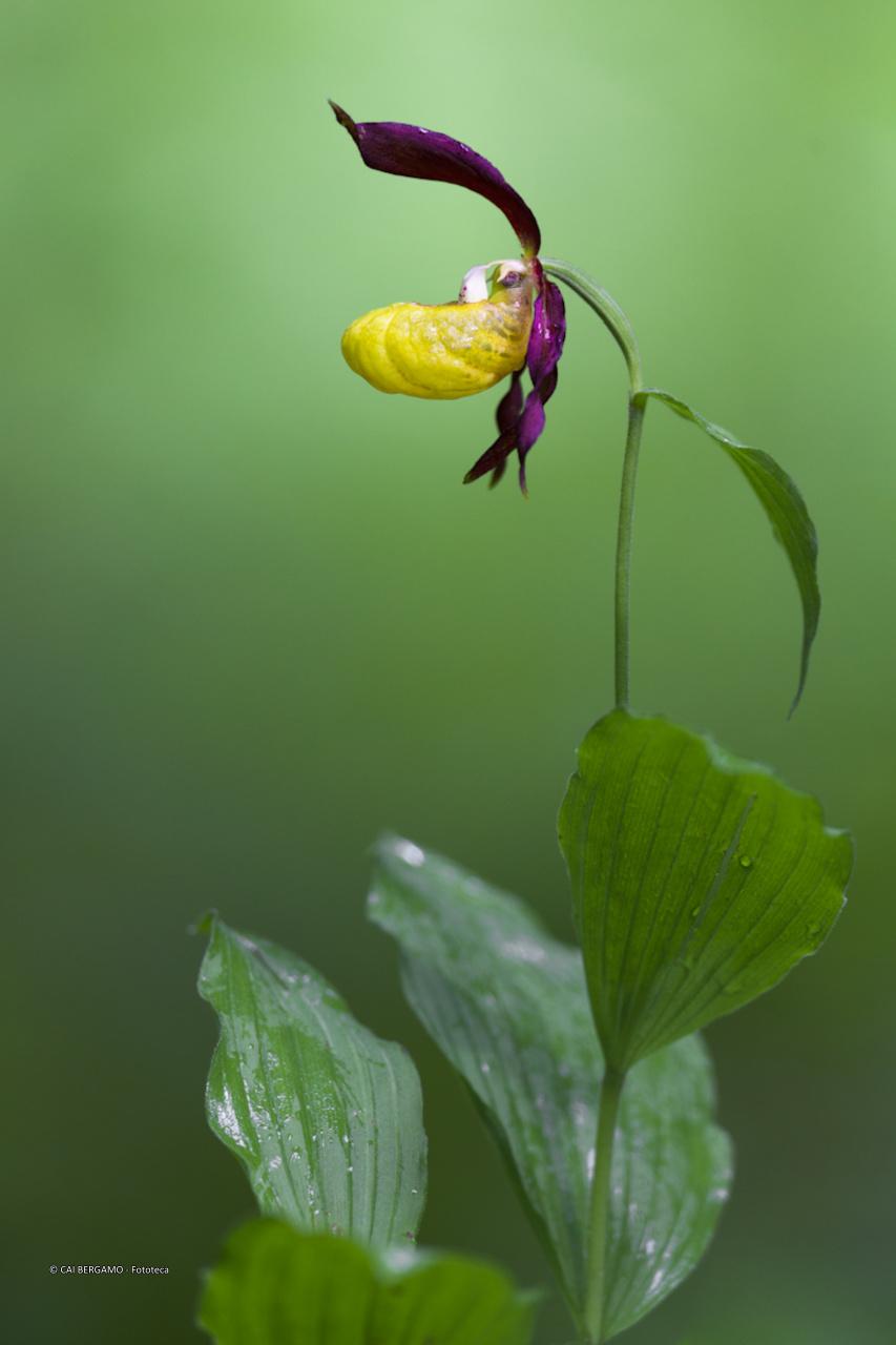 Cypripedium Calceolus - 2° classificato in "Flora e Fauna"