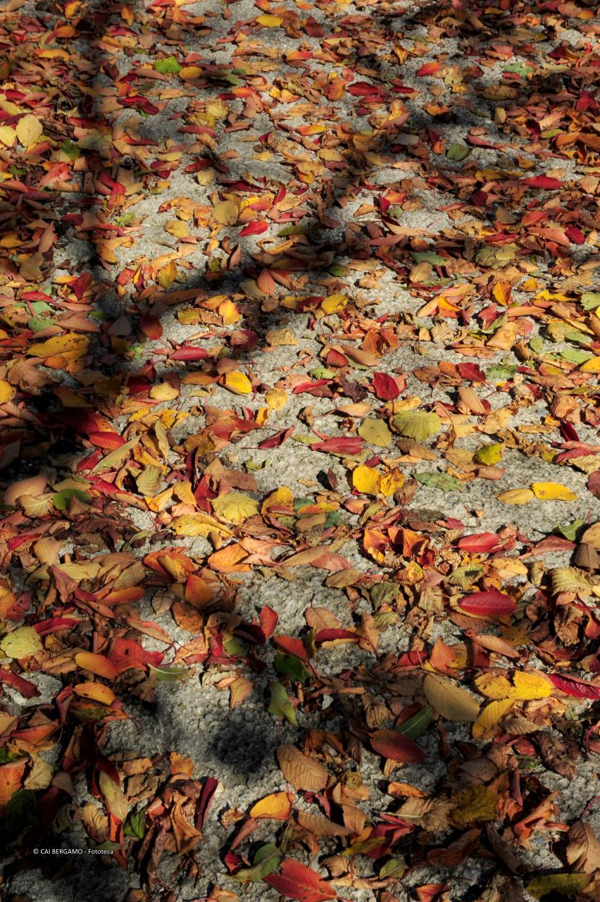 Fantasia autunno 1 - segnalato in "Flora e Fauna"