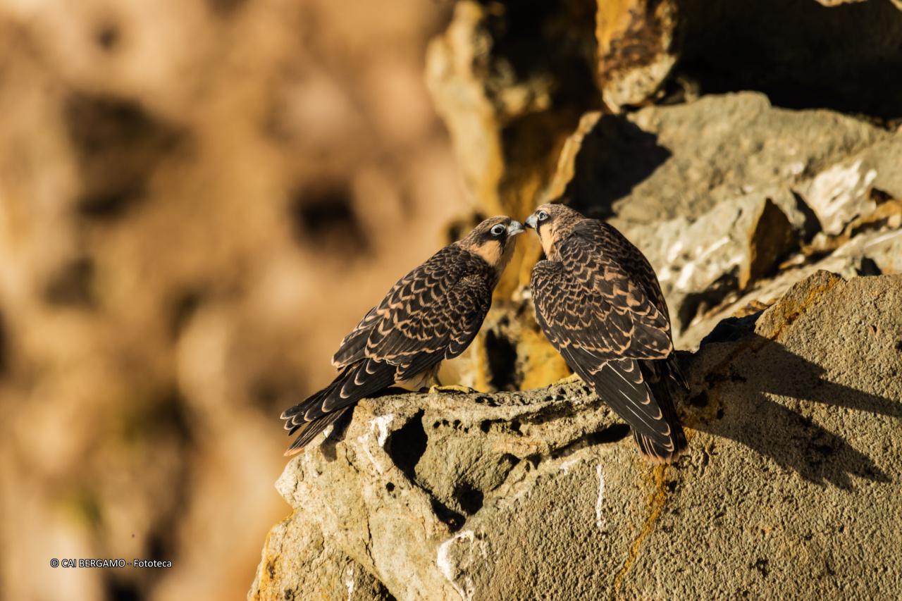 Tenerezze - segnalato in "Flora e Fauna"