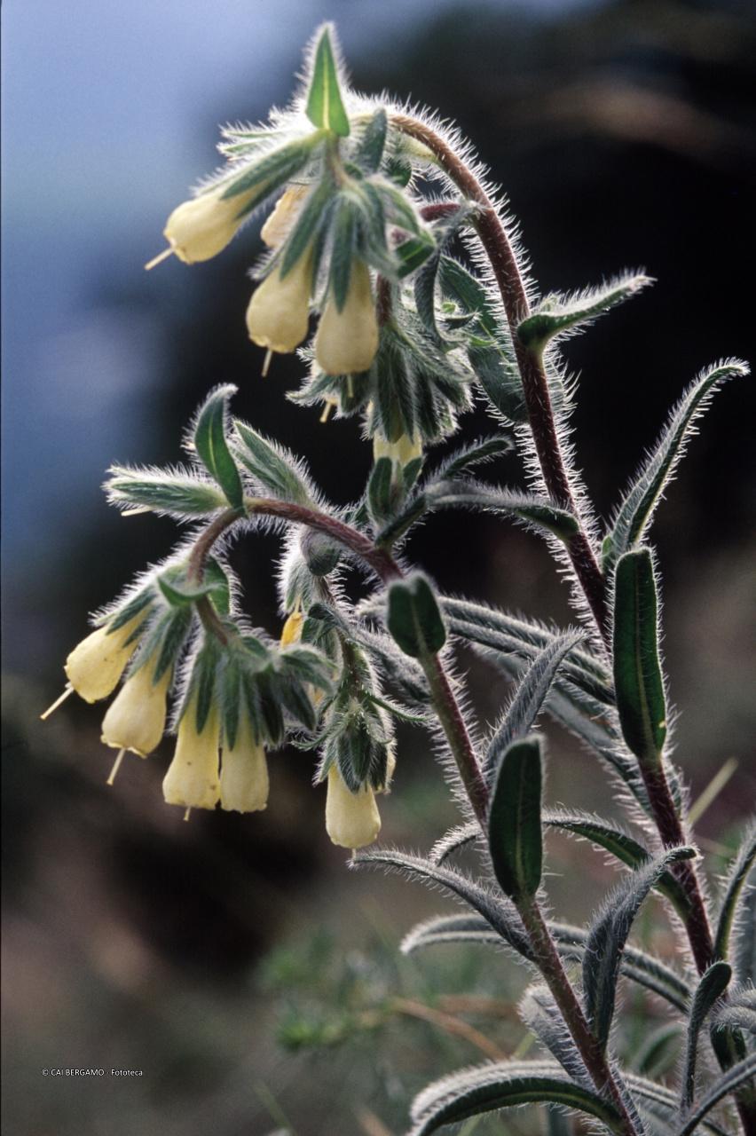 Onosma - segnalato in "Flora e Fauna"