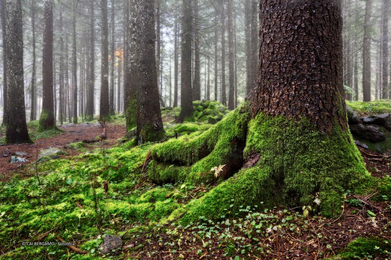 senza titolo - Segnalato in "Ambienti Montani"