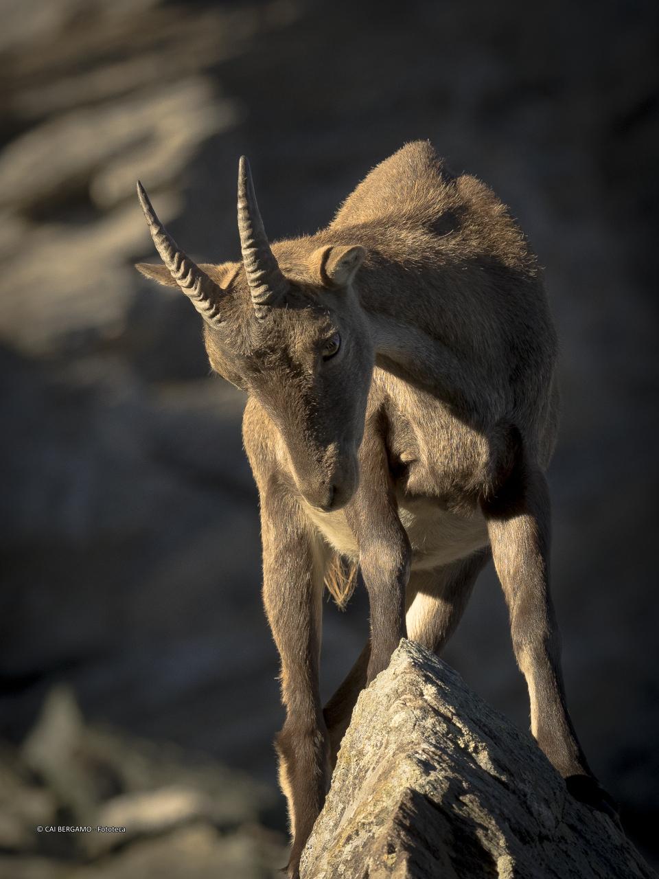 "Un piacevole incontro" -  Segnalato in "Flora e Fauna"
