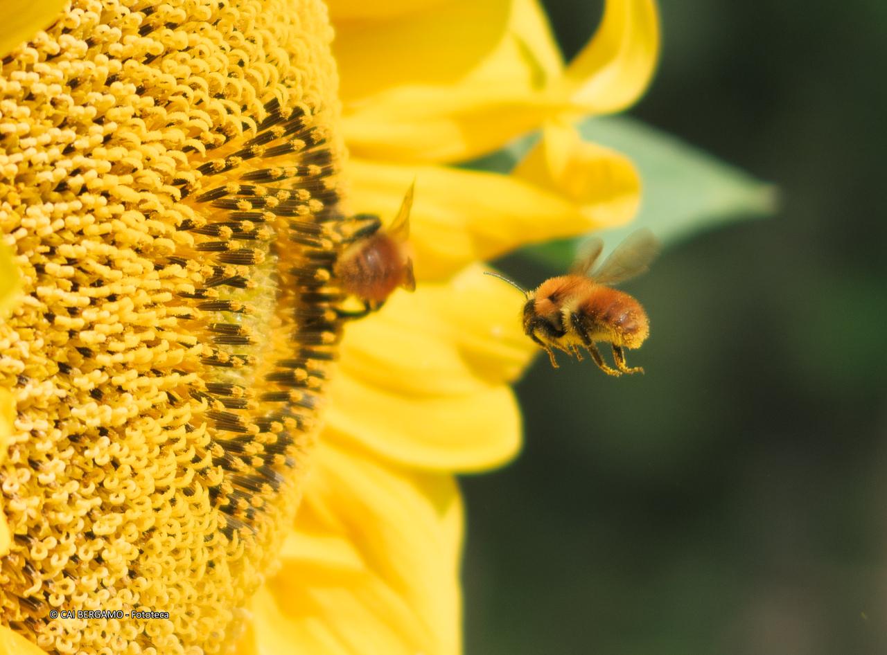 "Vola, vola, vola" -  Segnalato in "Flora"