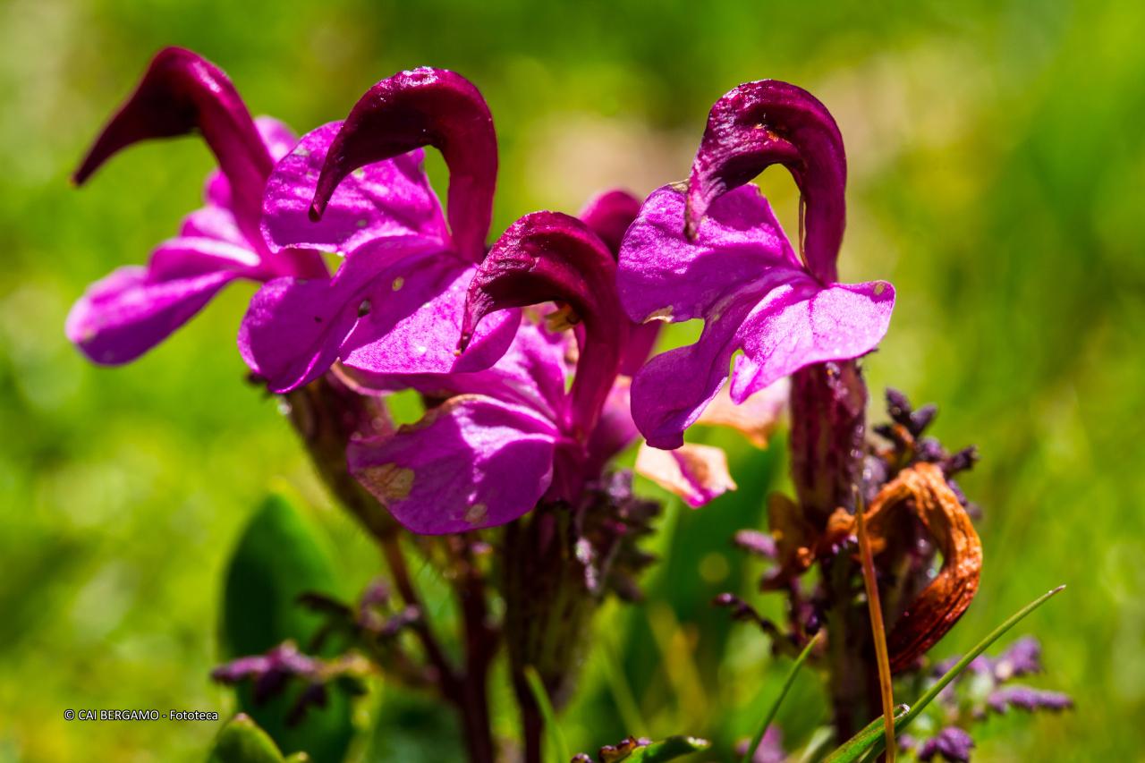 "Pedicolare primaticcia" -  Segnalato in "Flora"