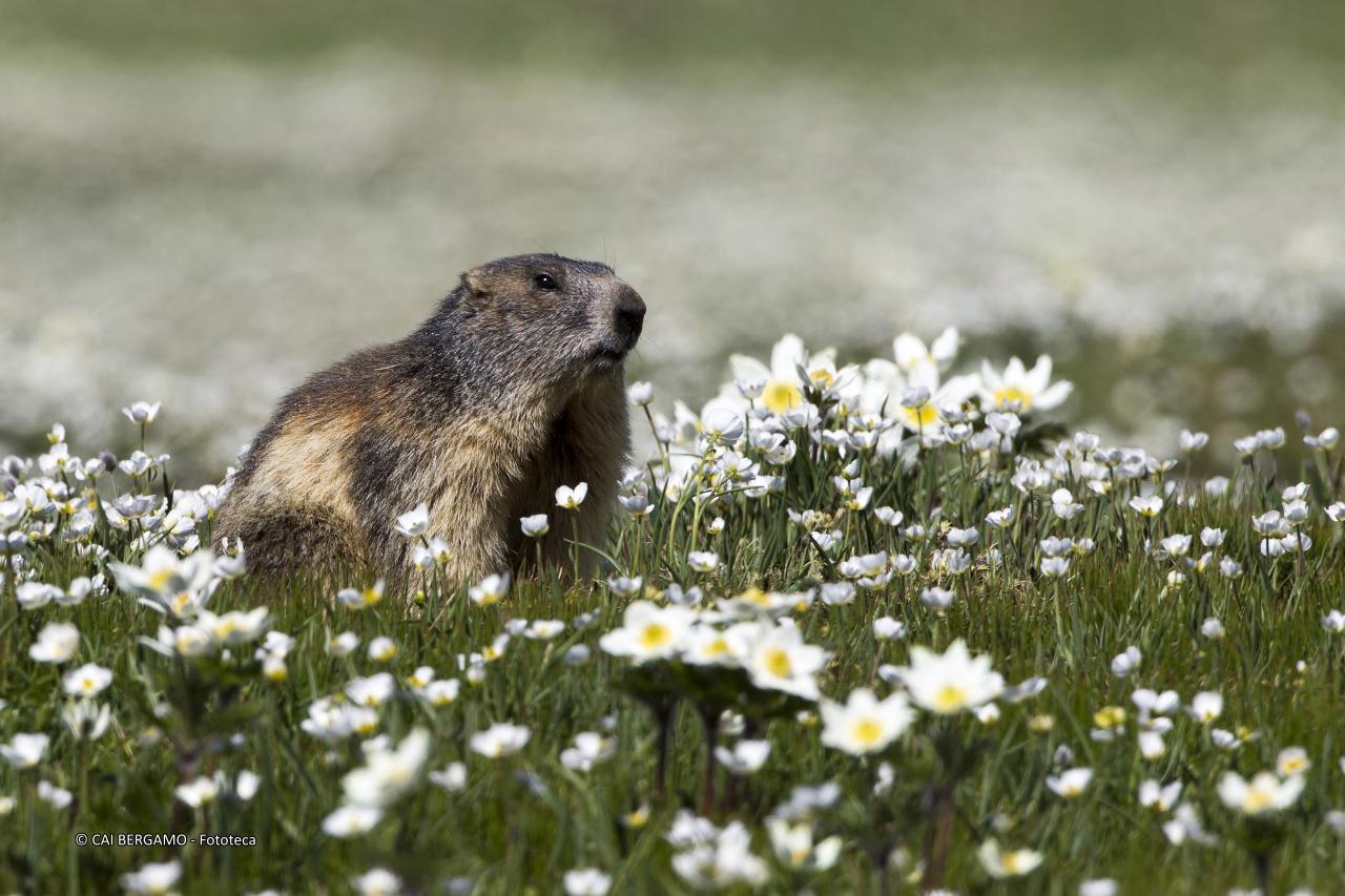 "Marmotta" -  Segnalato in "Fauna"