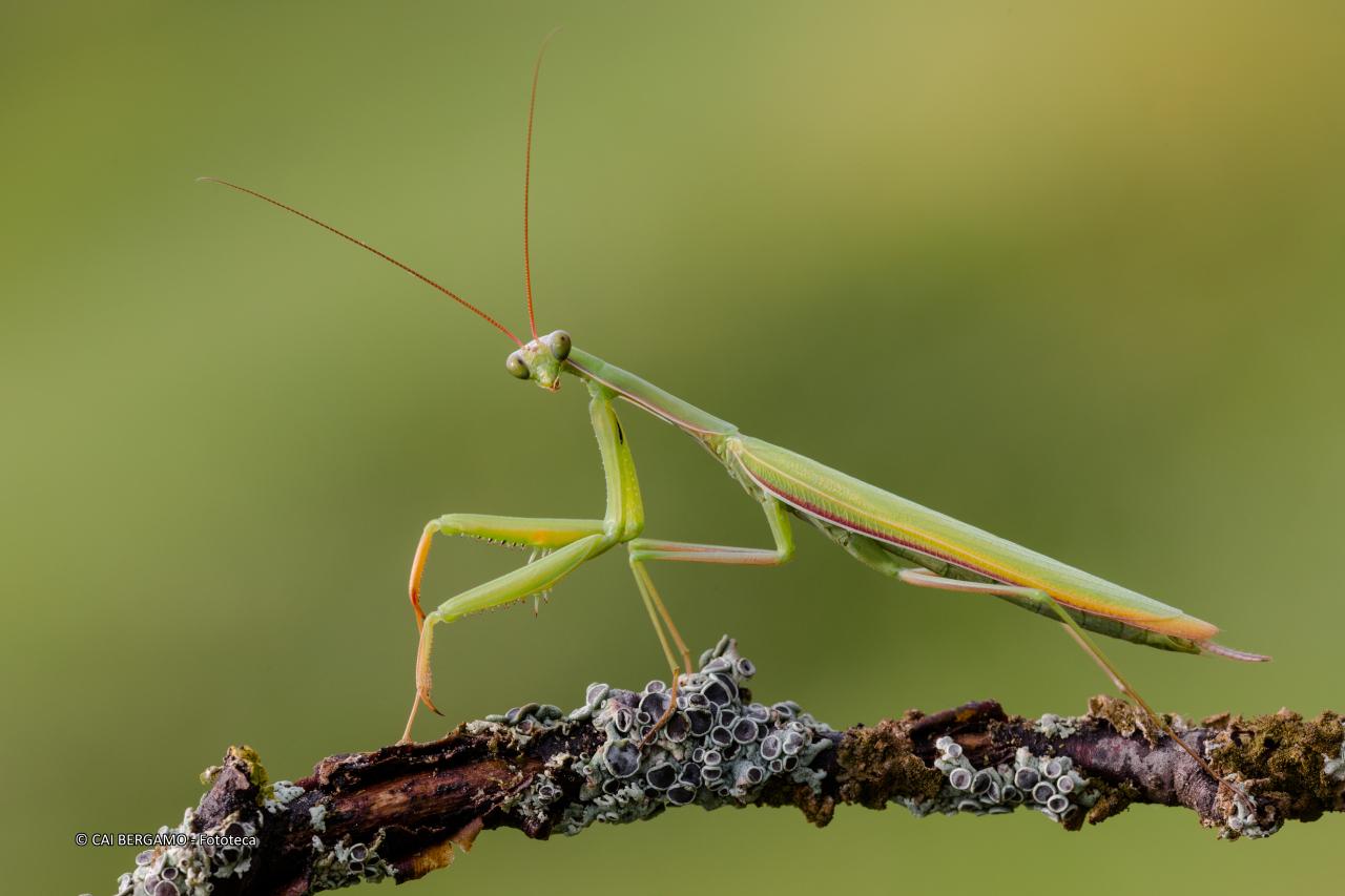 "Lo sguardo della mantide religiosa" -  Segnalato in "Fauna"