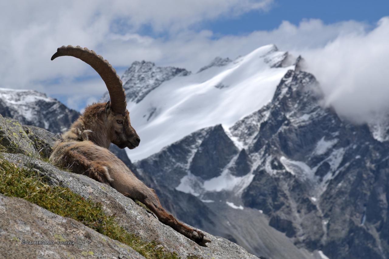 "Stambecco in Val Genova" -  Segnalato in "Fauna"